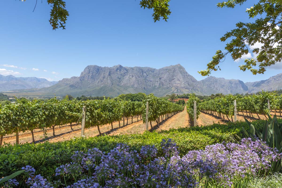 The beautiful winelands overlooking the famous Table Mountain in Cape Town
