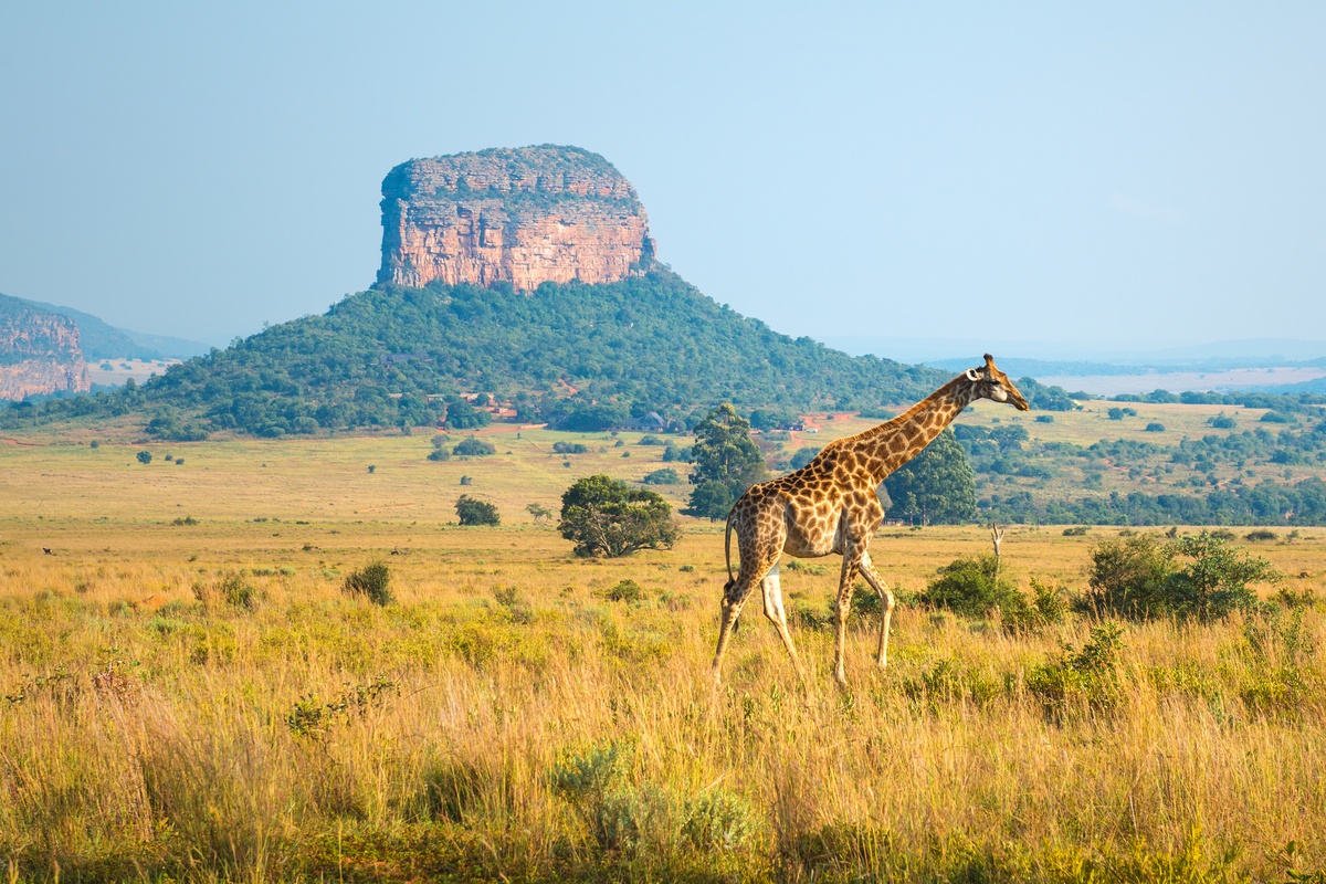 View of giraffe and rock formation in Entabeni Conservancy Limpopo, South Africa, epic marathons