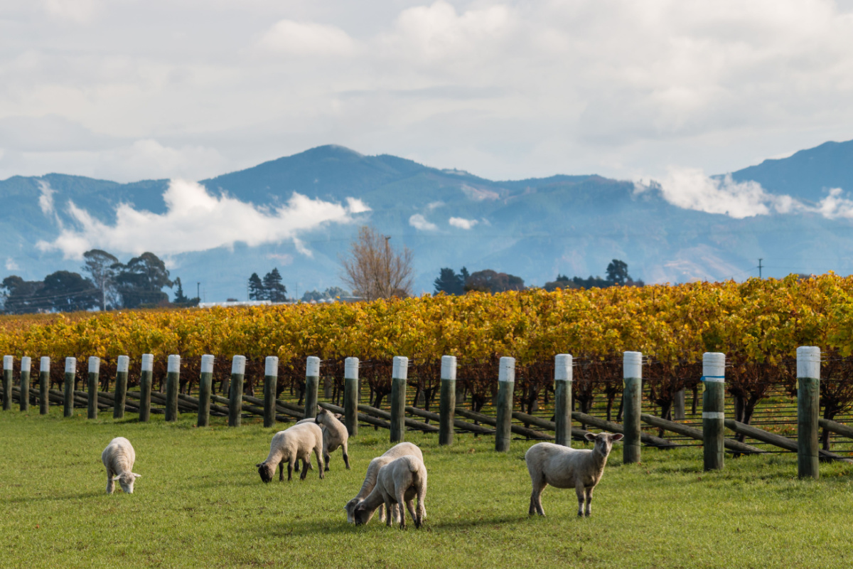 Marlborough, New Zealand winemaking