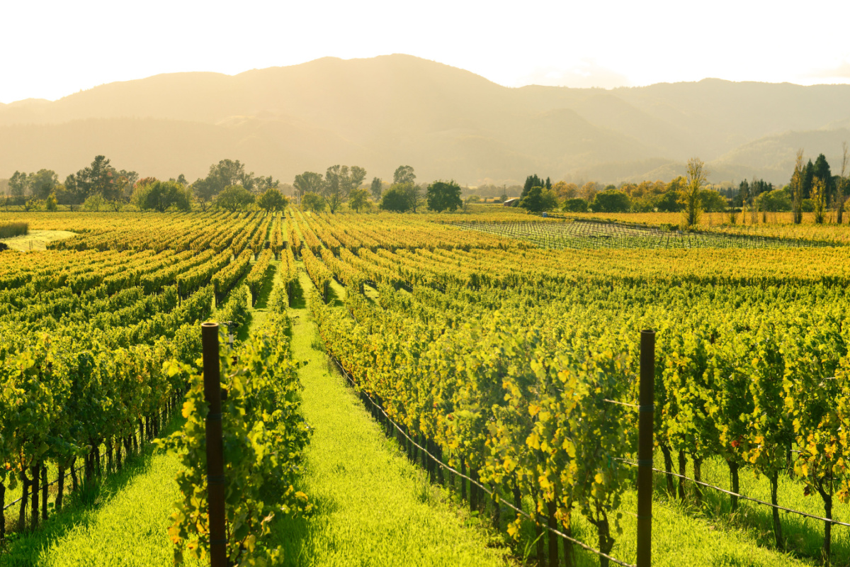 Napa Valley, USA winemaking