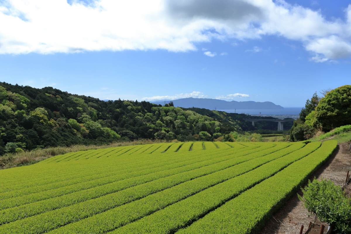 Green tea farm, Shizuoka