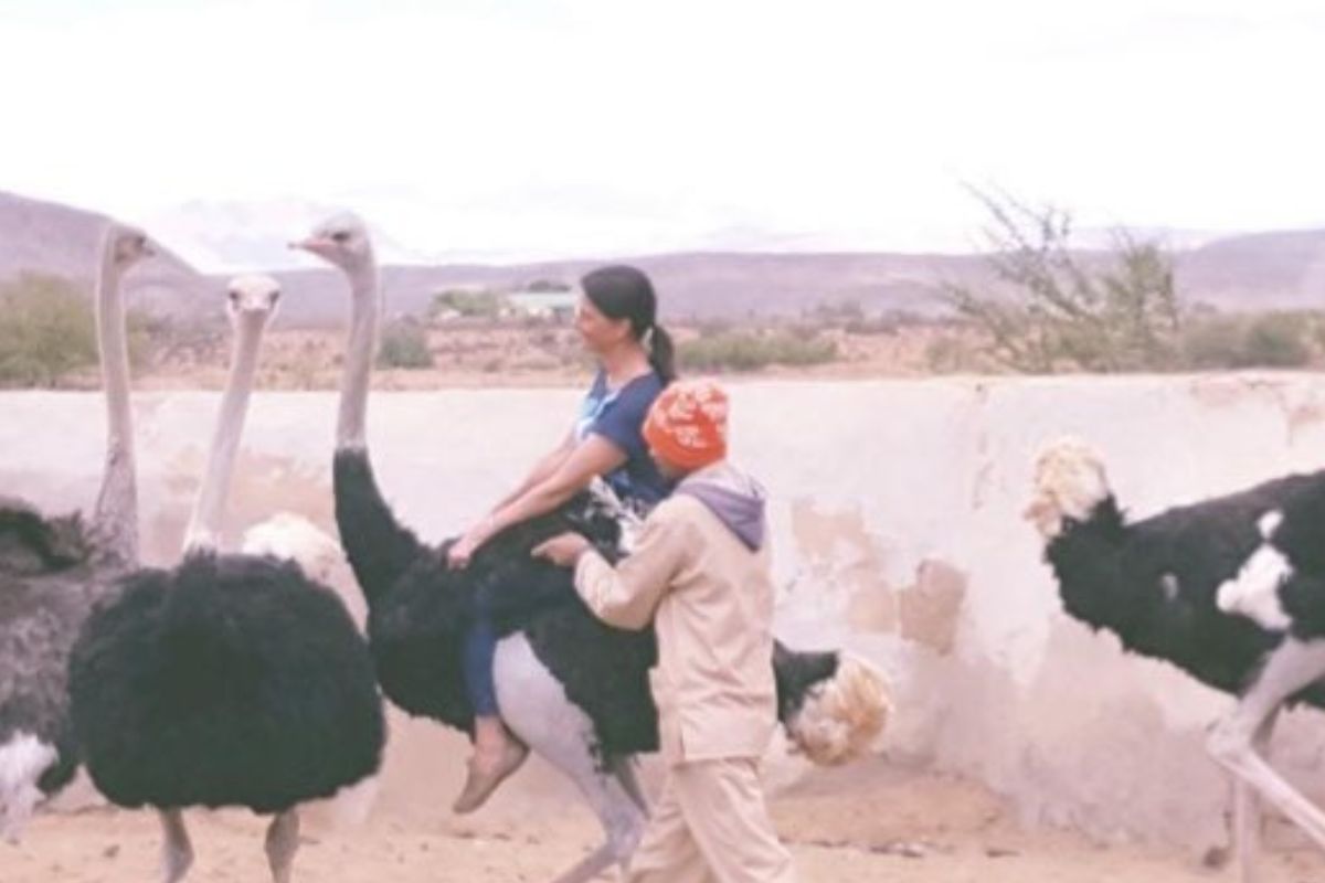 Ostrich, Oudtshoorn, South Africa tours