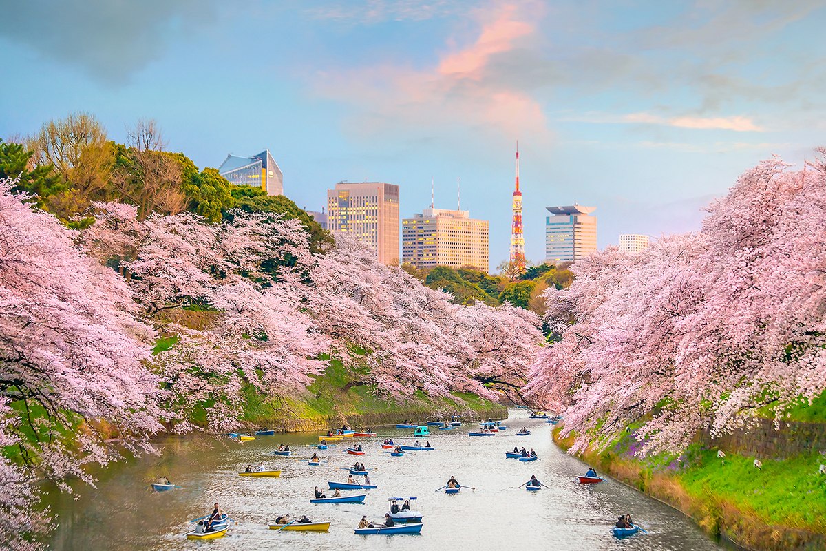 Sakura season, Japan