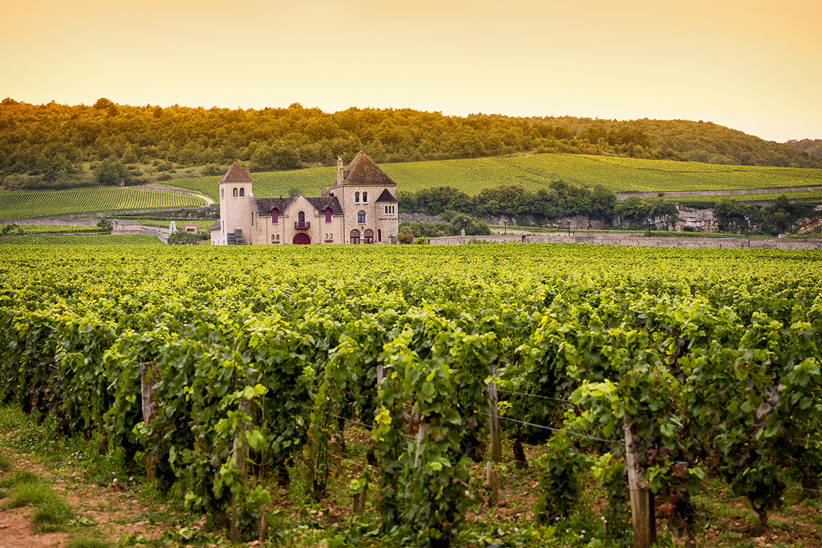 Enjoy Wine Day in Burgundy