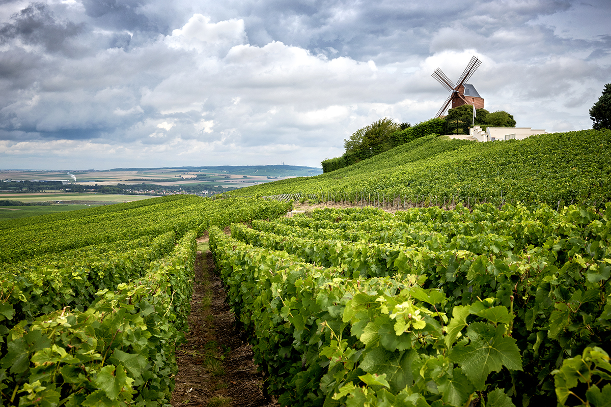 Champagne Wine Region, France