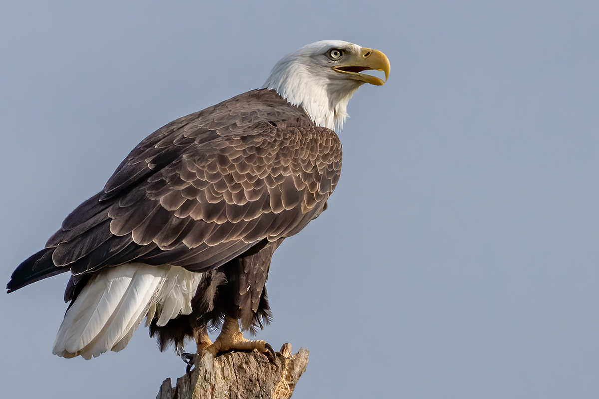 Bald Eagle, USA