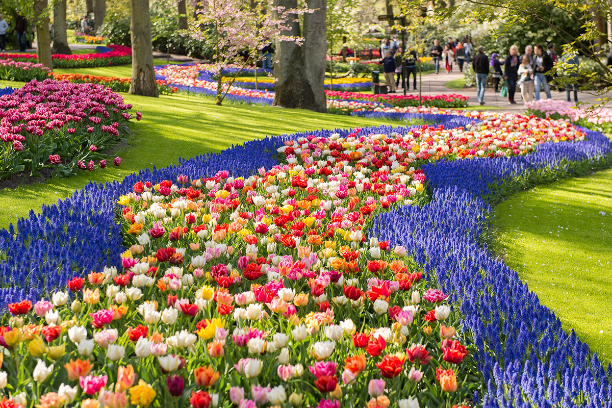 Netherlands tulip fields