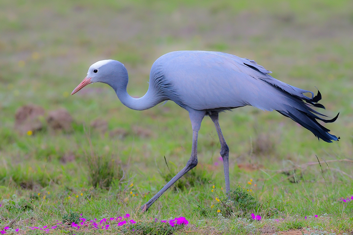 Blue Crane, South Africa