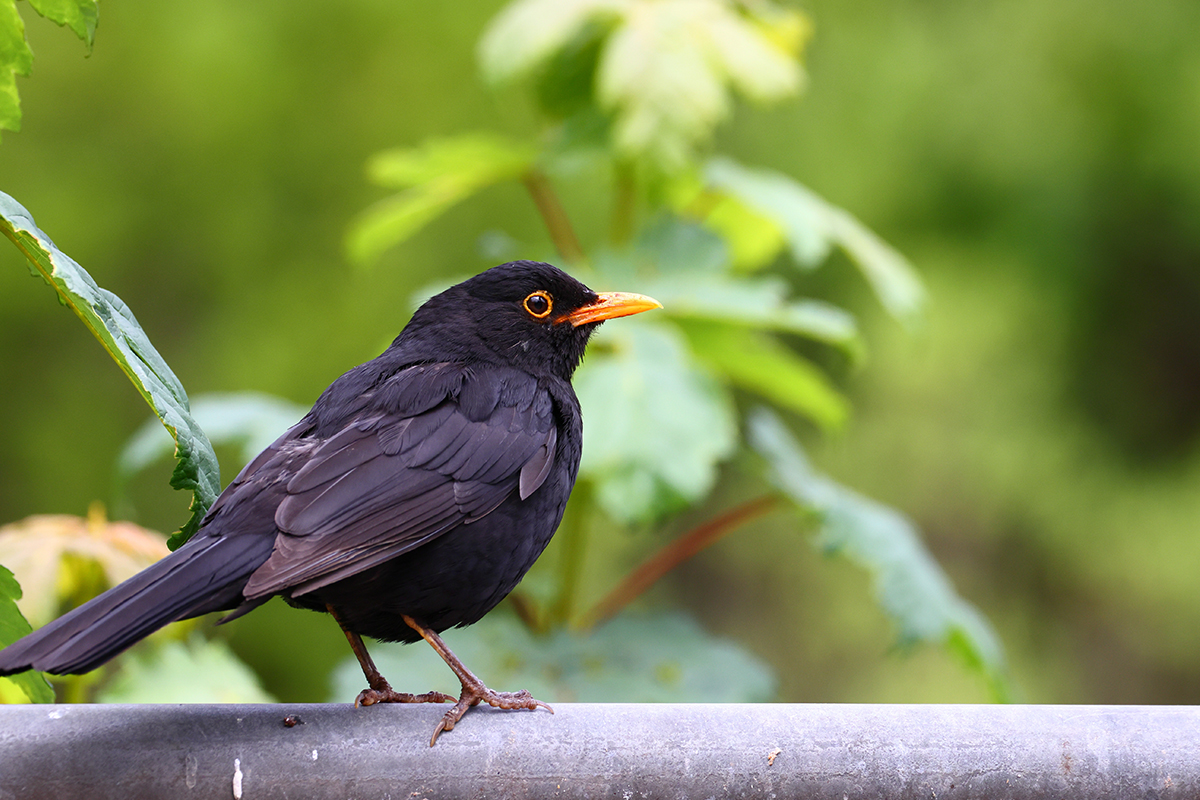 Eurasian blackbird, Sweden