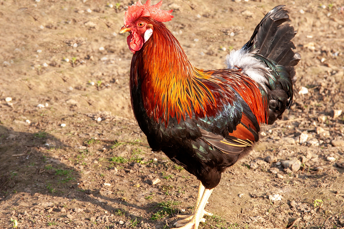 France national bird, Gallic Rooster