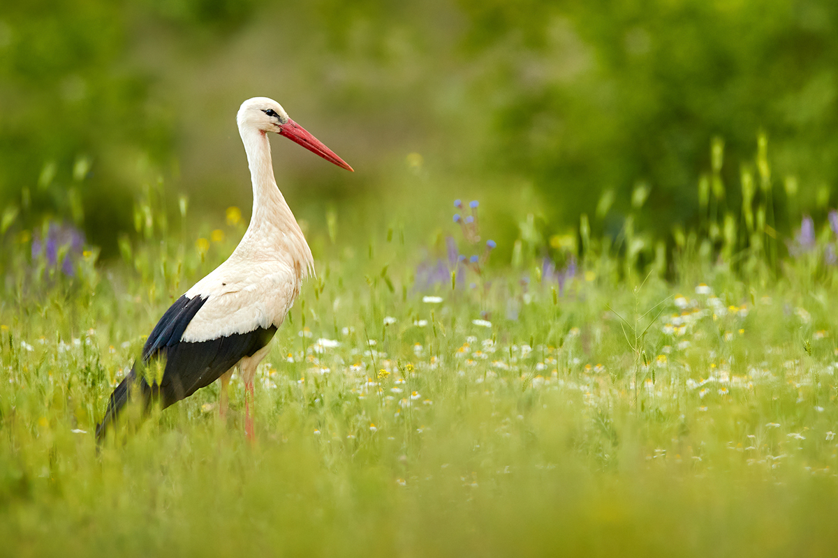 National bird of Germany & Lithuania, White Stork