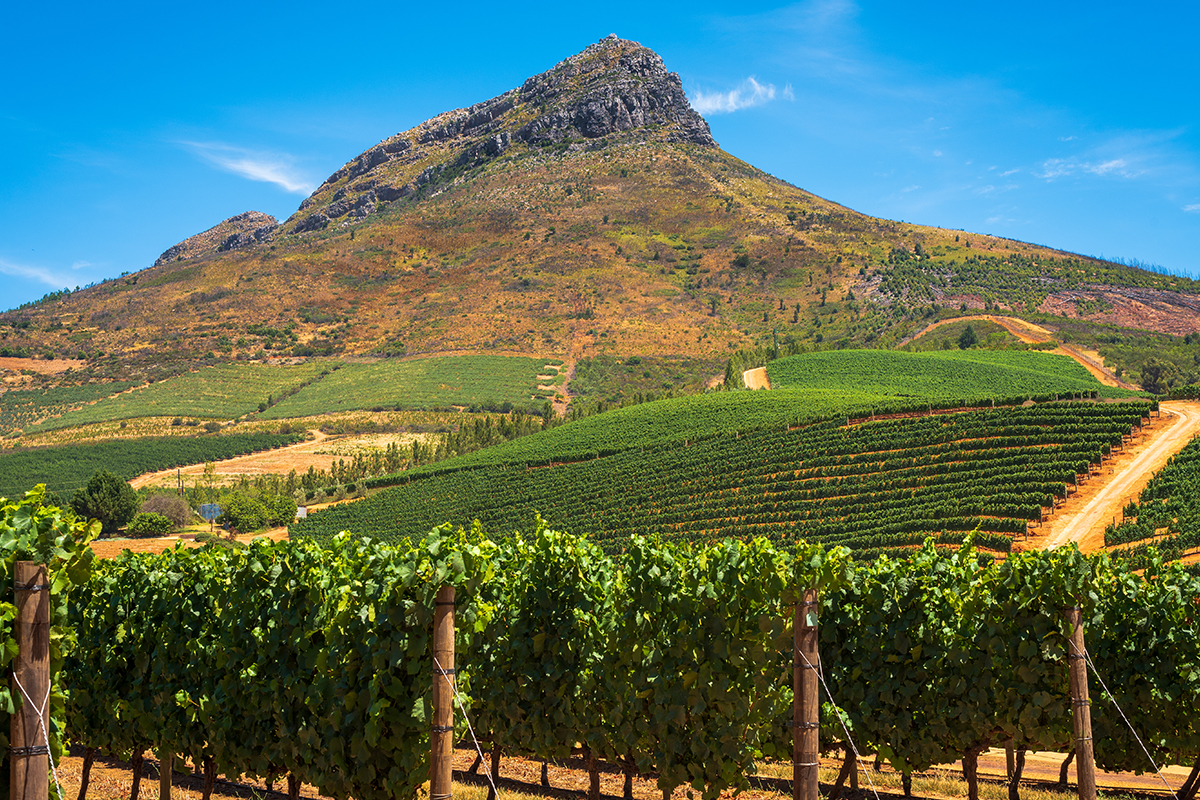 South African vineyard showcasing the history of Chenin Blanc