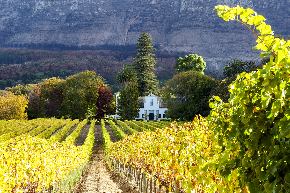 Chenin Blanc vineyards