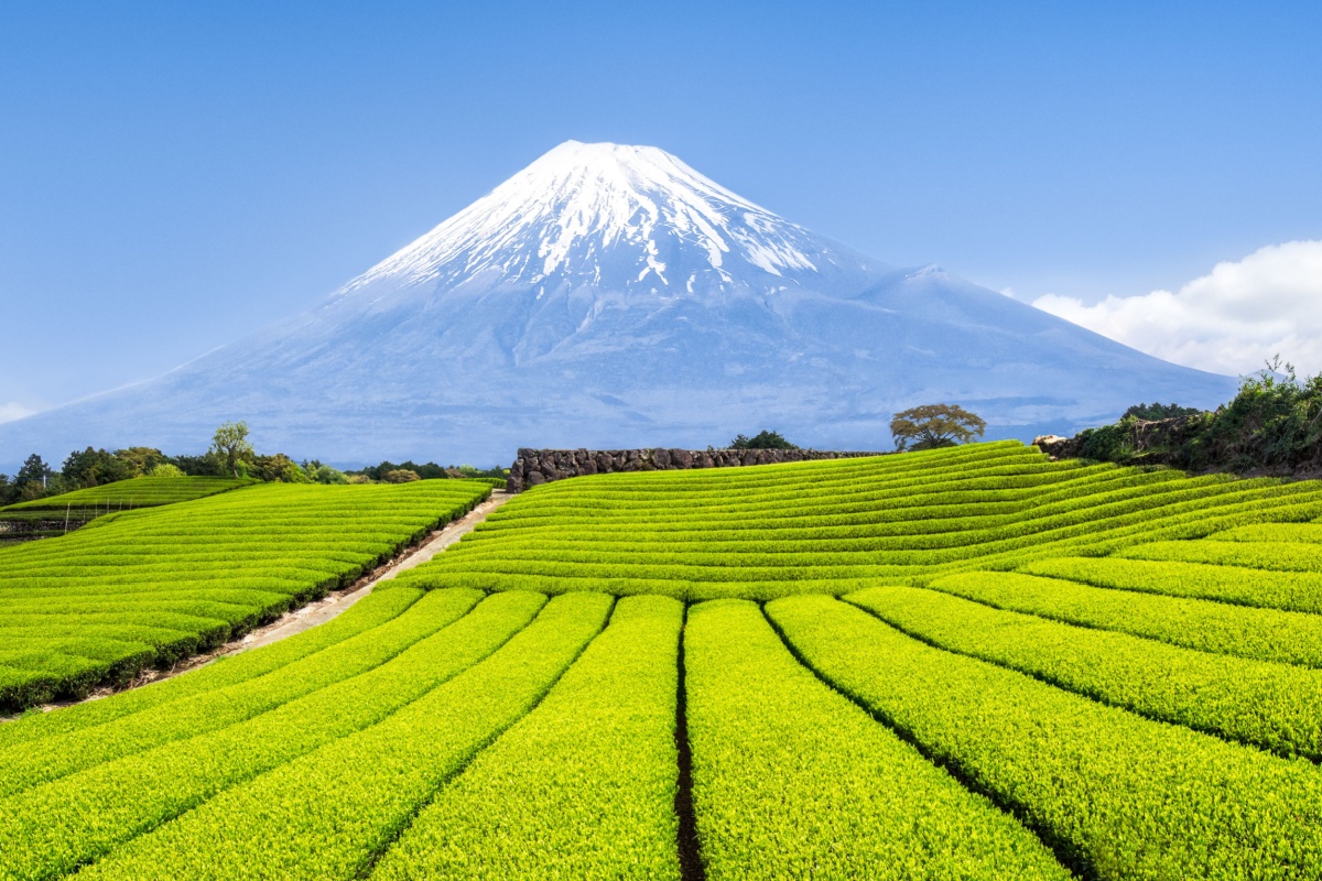 Green Tea, Shizuoka, Japan