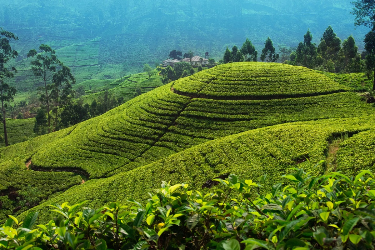 Nuwara Eliya, Sri Lanka, Ceylon tea