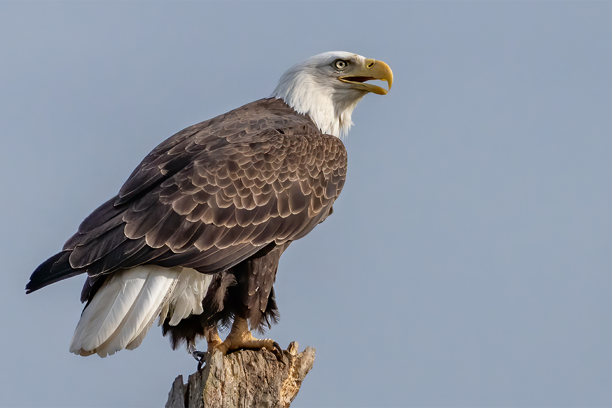 Animals of the world - USA