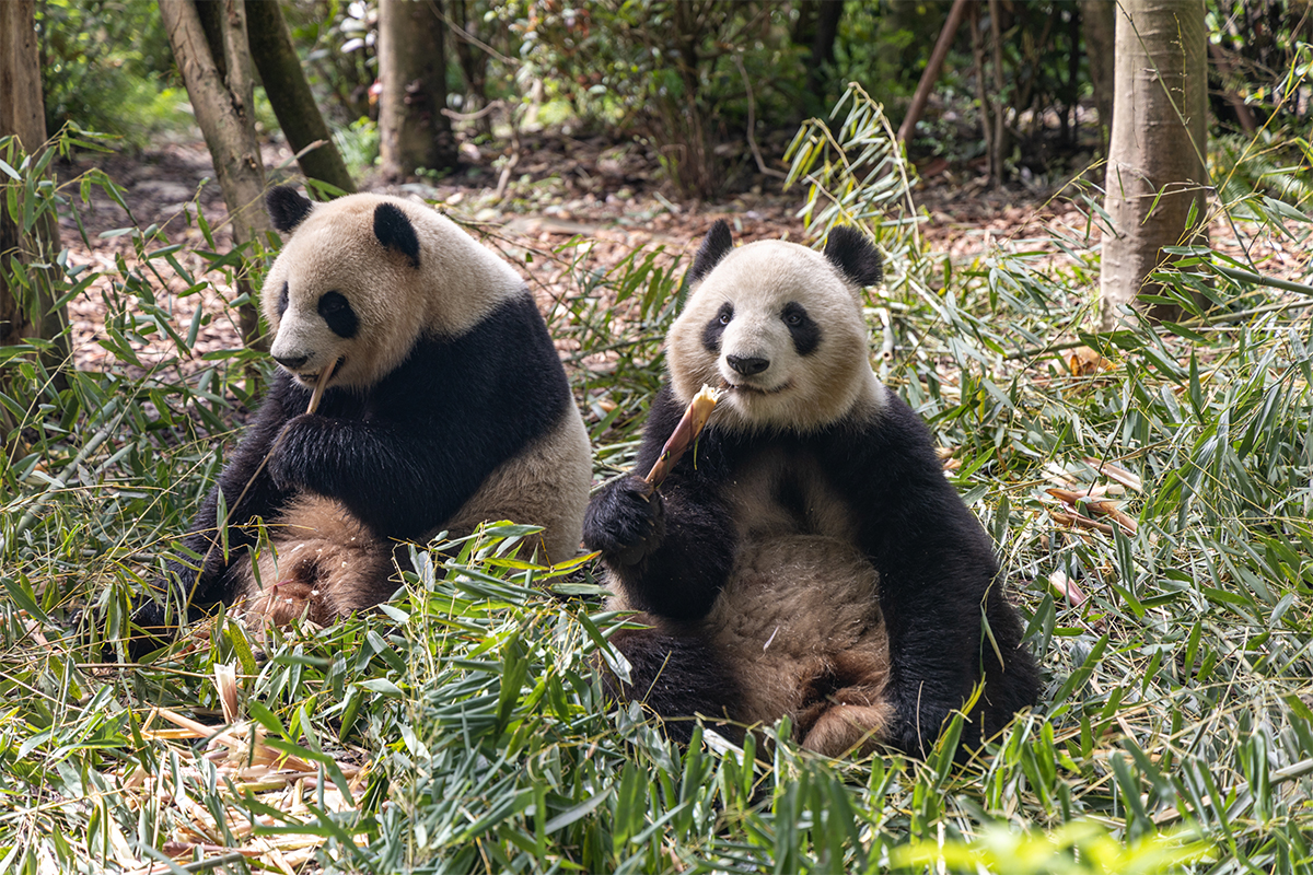 Giant Panda Bear, China