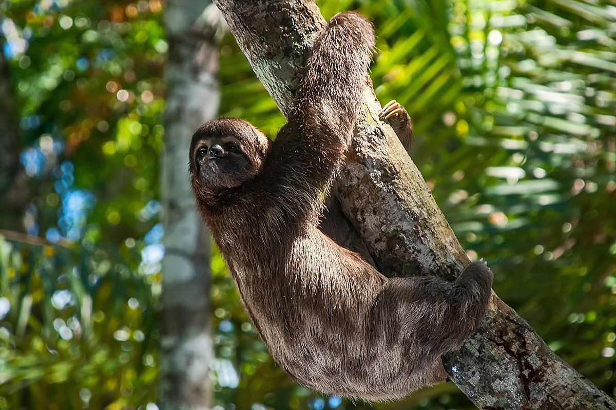 Animals around the world - Brazil