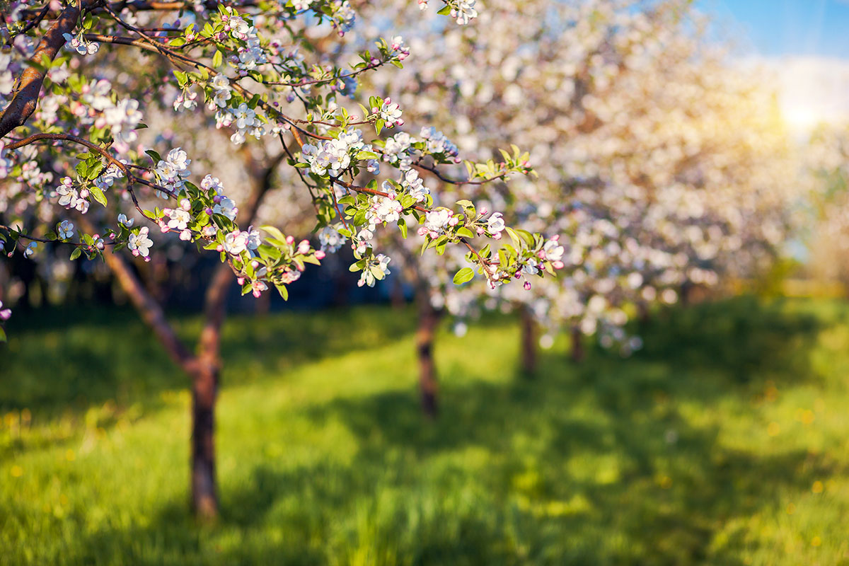 almond blossoms in italy - tour to italy - expat explore