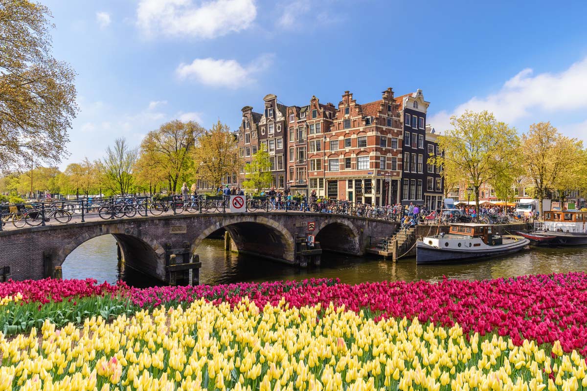 Tulip fields in Amsterdam