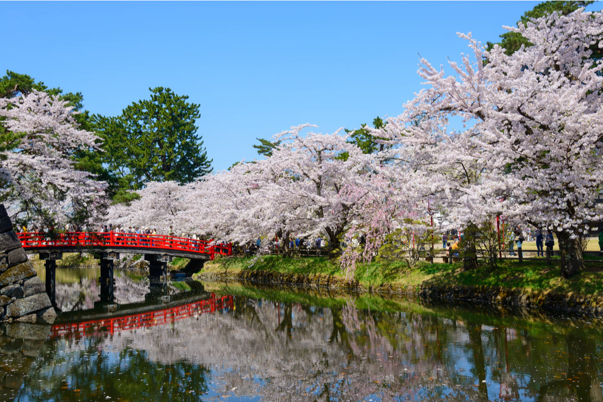 Cherry blossoms at the Hirosaki Castle Park in Hirosaki
