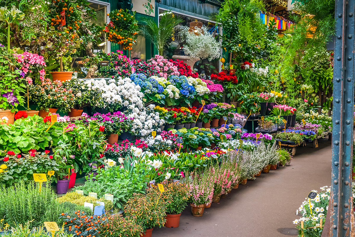 Marché Aux Fleurs Flower Market, France