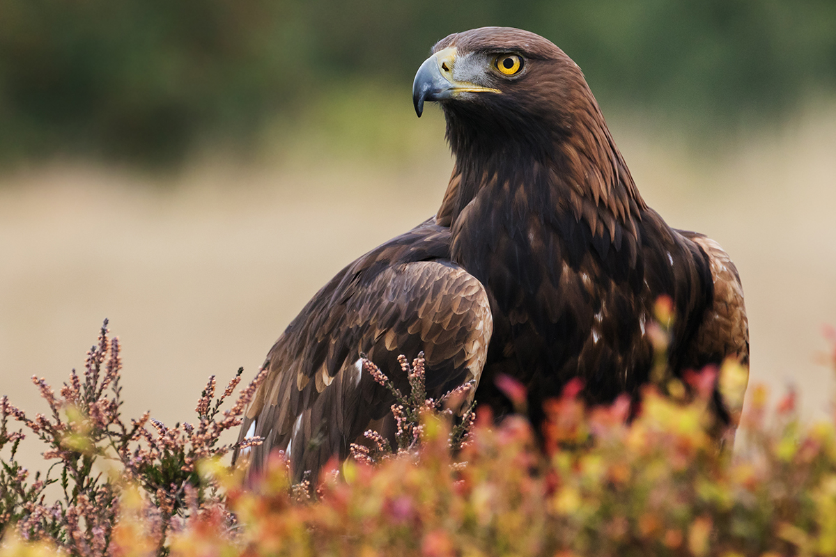 Golden Eagle, National Bird of Armenia, Egypt & Scotland