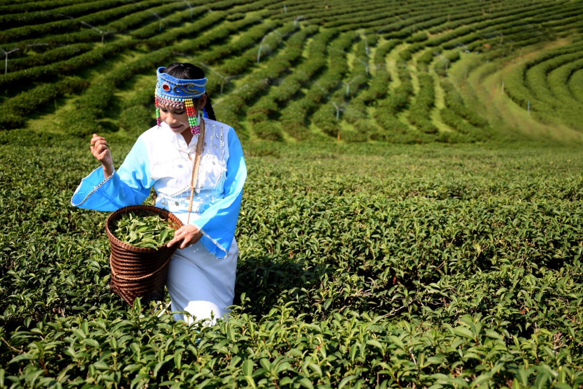 Travel for these top tea experiences