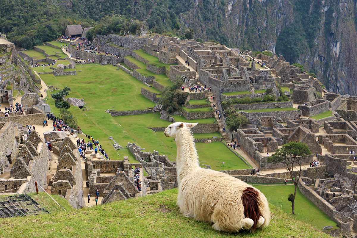 Llamas, Peru